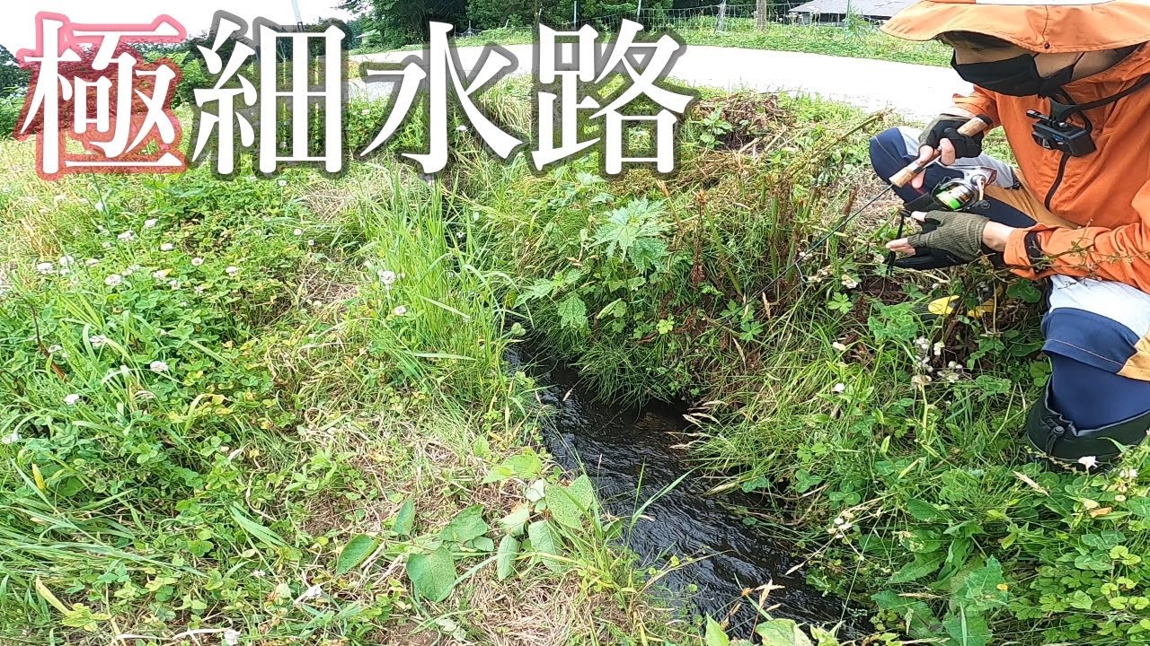【渓流釣り】道路脇にも隠れてる