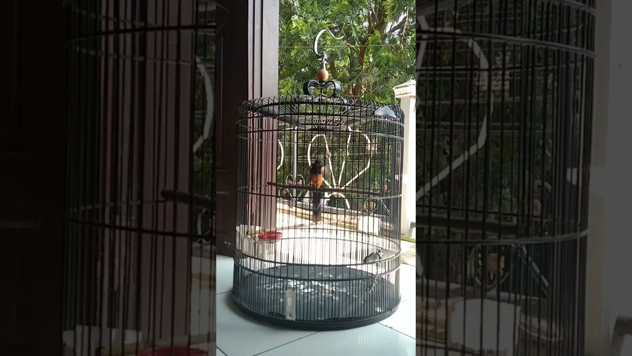 Awas nyaut! Putar pagi siang sore pancingan Murai #burung #kicaumania #muraibatu #burungkicau 