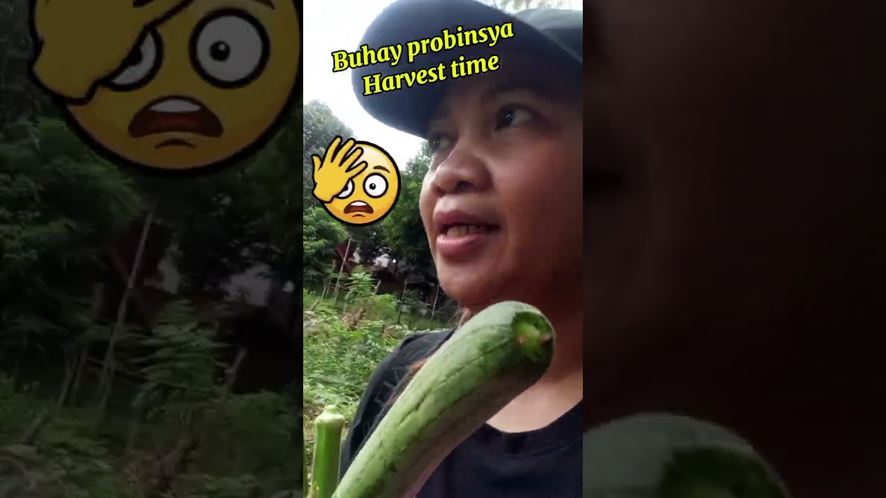 #buhayprobinsya#harvest #freshvegetables @highlight#everyone
