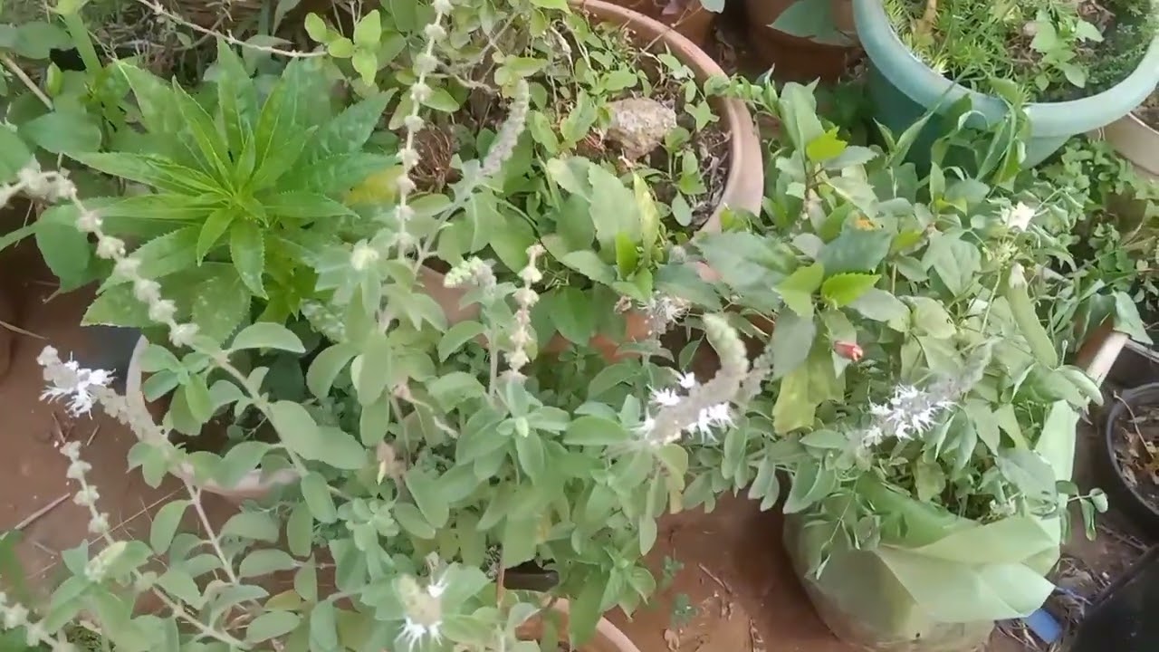 Camphor tulasi plant #garden #plant