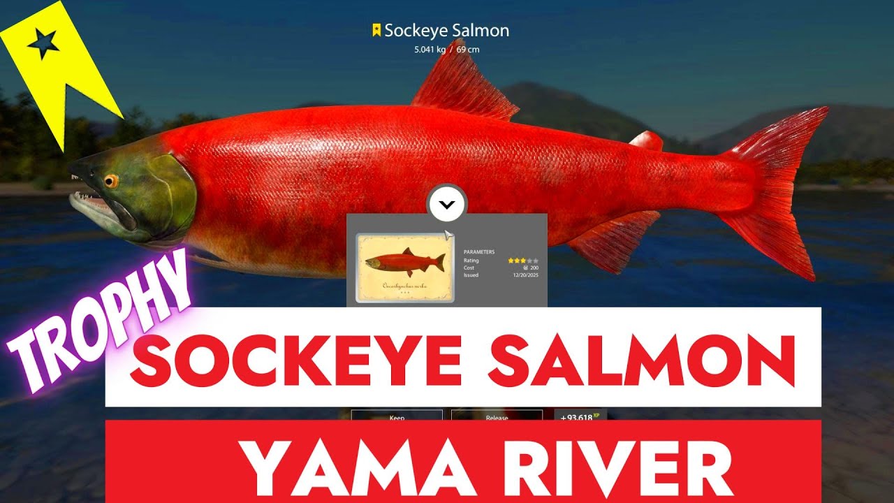 RUSSIAN FISHING 4 - RF4 - TROPHY SOCKEYE SALMON - YAMA RIVER