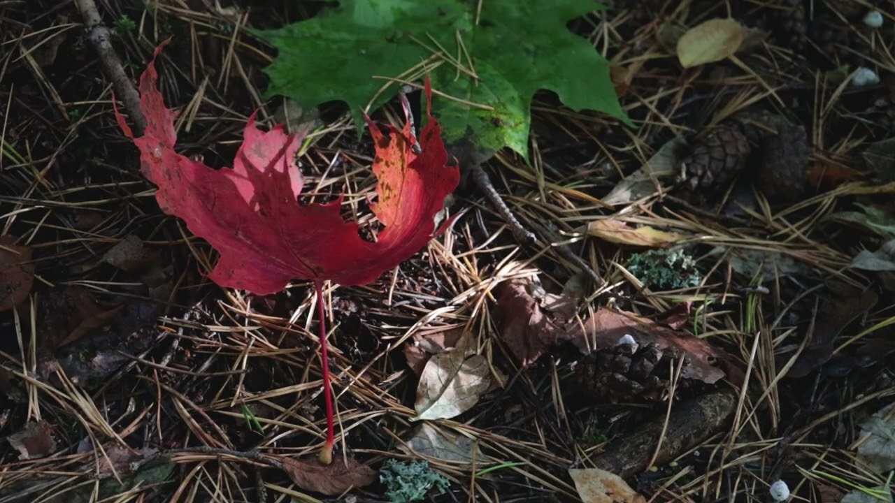 Листья [Carbon Based Lifeforms - Leaves]