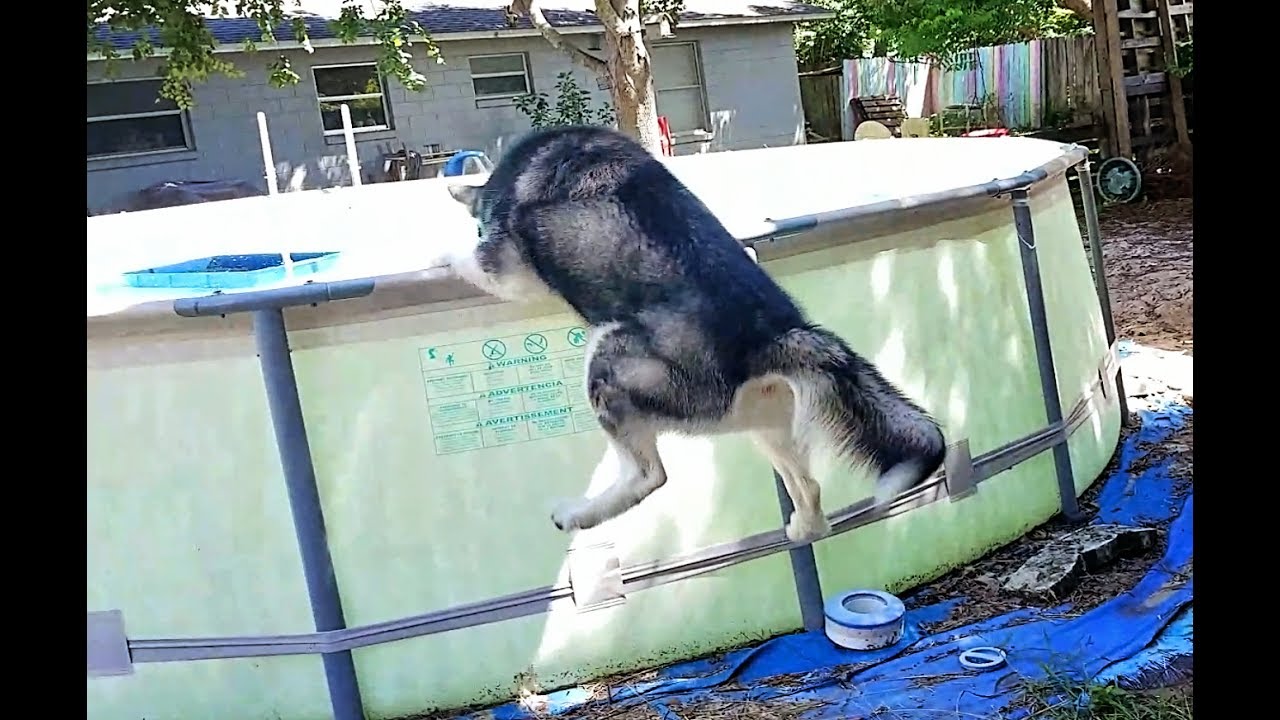 Crazy Alaskan Malamute Loses It When Momma Comes Home