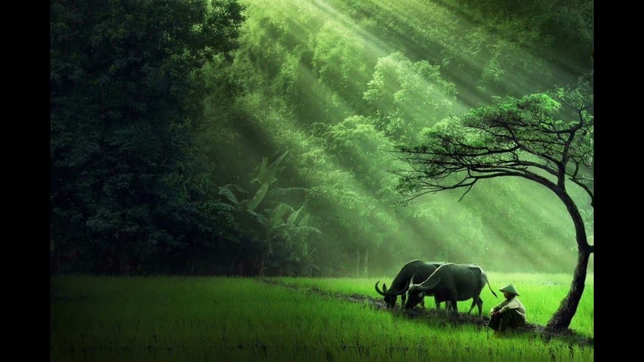 Phai dấu cuộc tình beat | không lời