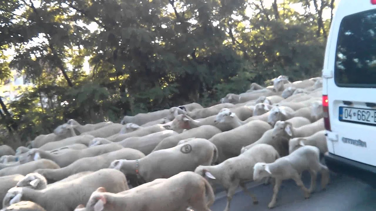 Krushe e Madhe delet rruges per ne bjeshk te sharr