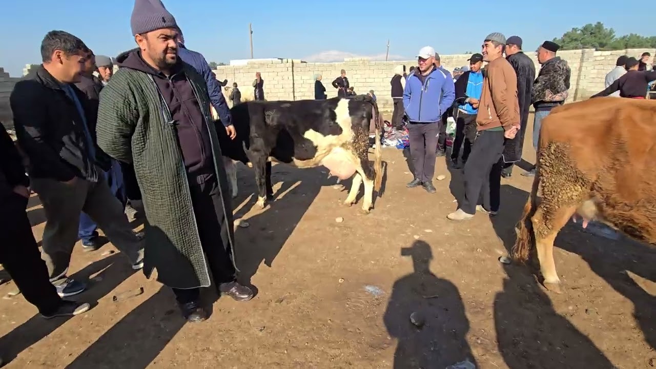 27.02.2026.Uzun tumani juma Mol bozoridan Soğin sigir narxlari 