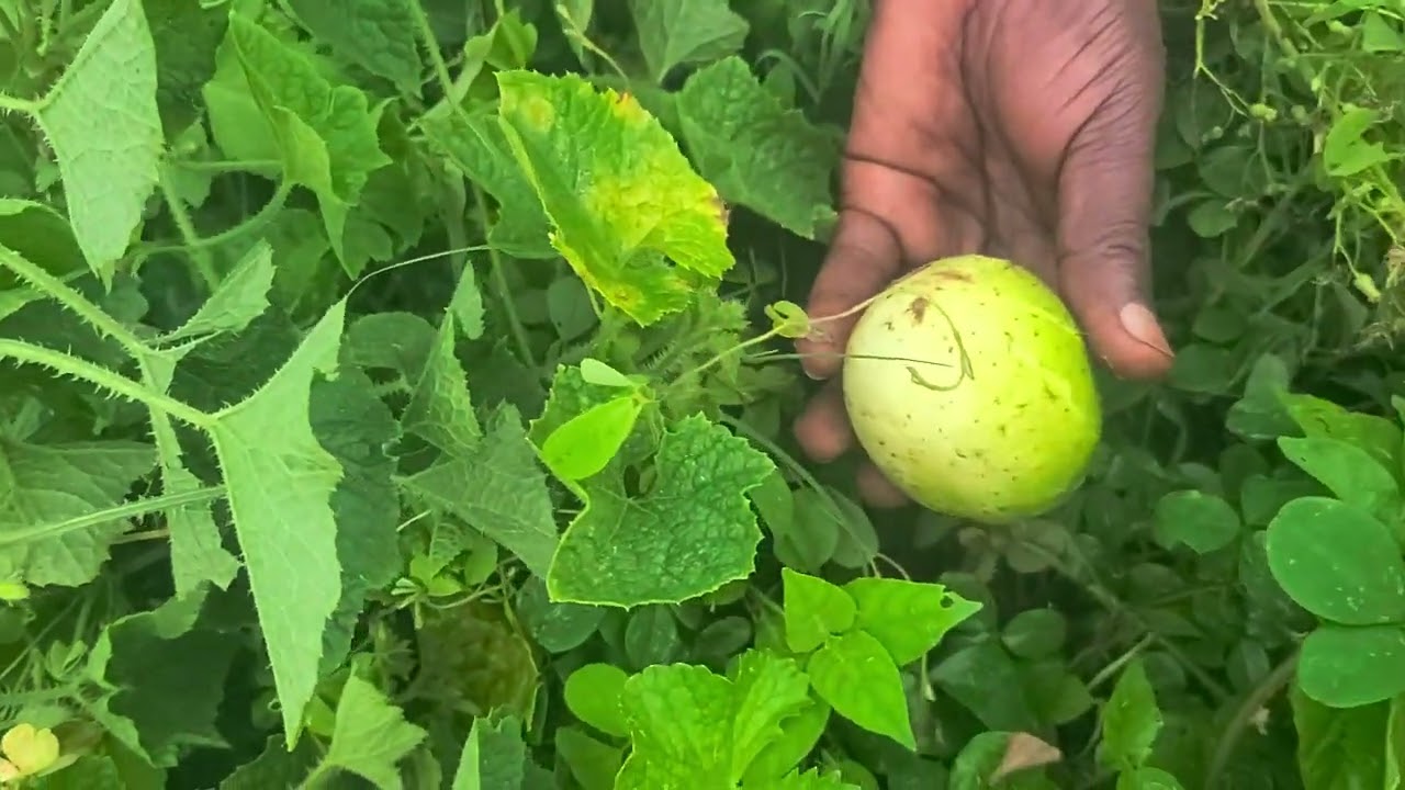 Akasoonsa mukira kalega omukira mubaami.