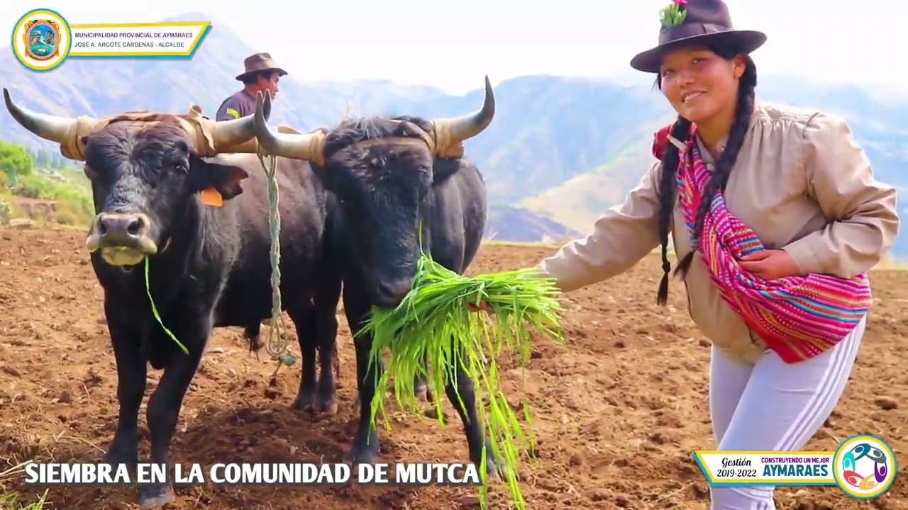 Siembra en la comunidad de MUTCA distrito de CHALHUANCA provincia de AYMARAES