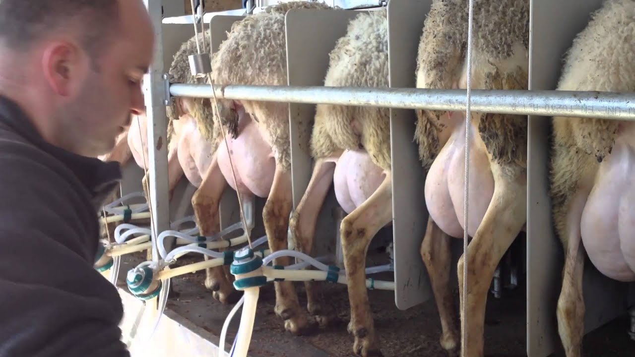 Mungitura “Sortie rapide Albouy” Pecore Lacaune - Soberanu