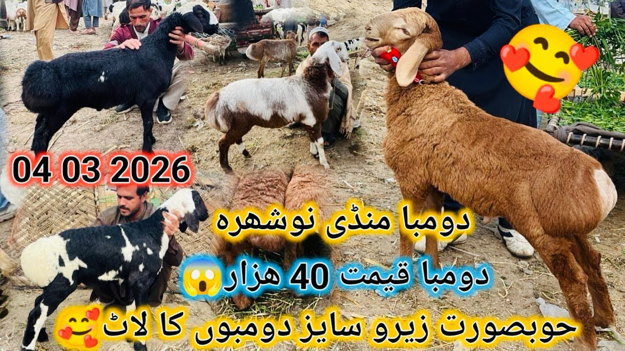 Hubsurat Zero Size Dumbo Ka Laat 😍 Nowshera Peshawar Dumba Market Latest Update 4 03 2026