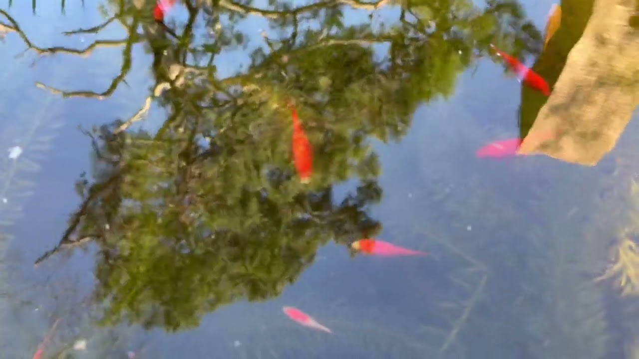 Gold Fish pond- Relaxing video