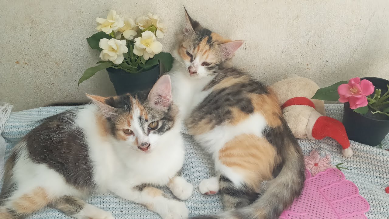 Time Machine Cats !!!! Longest Daily Cat's Story