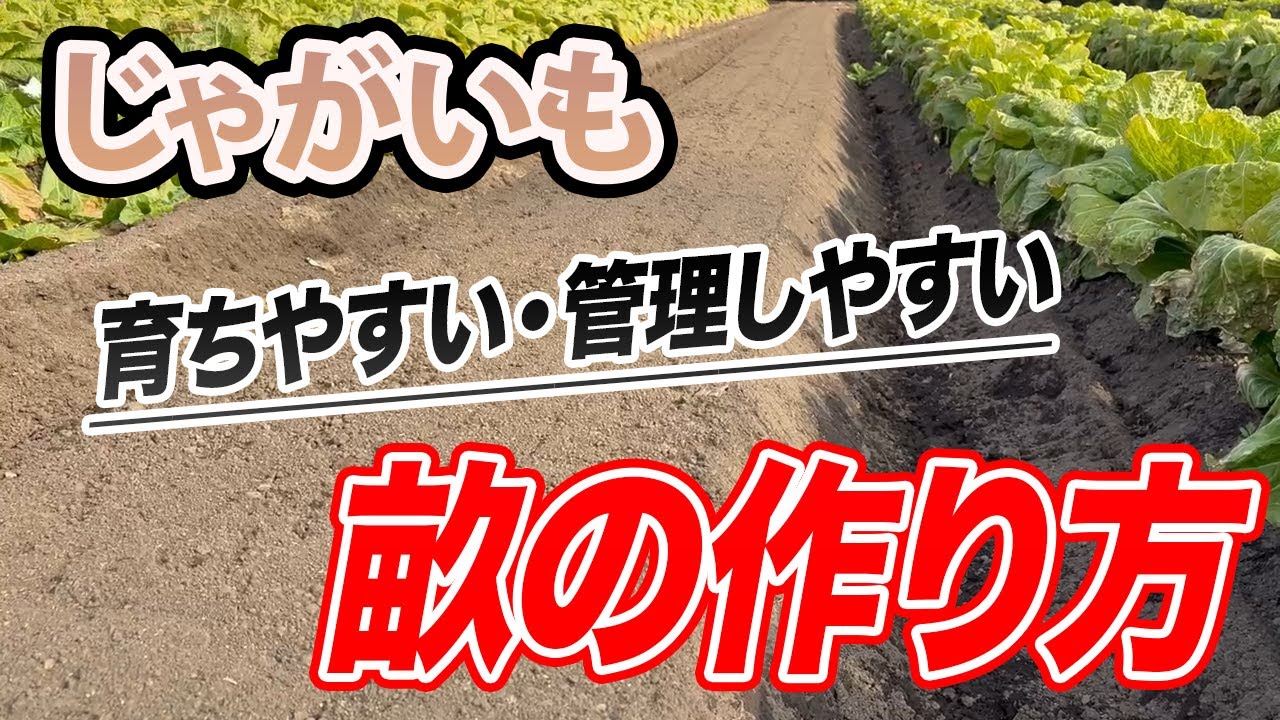 【じゃがいも】育てやすい「畝」を作る方法。効率もよくなる！