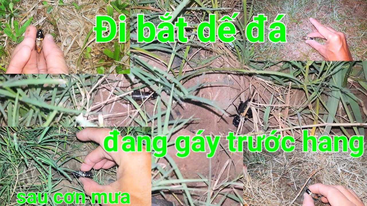Đi bắt dế sau cơn mưa trái mùa kết quả thật tuyệt vời
