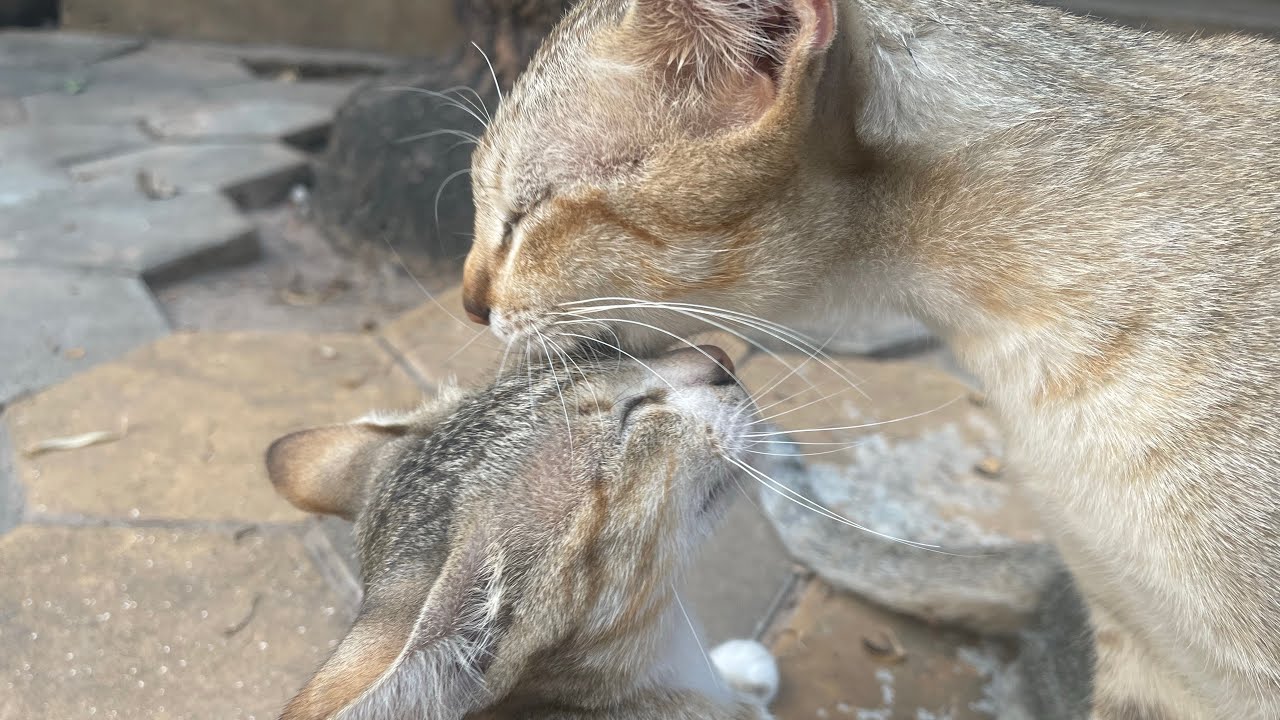 All baby puppies  and cats eating food | LUCY Official