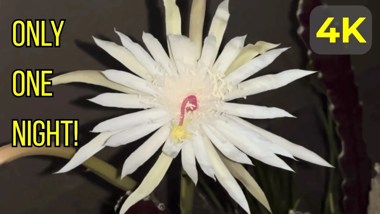 You Only Get ONE Night to See This Flower Bloom(4K UHDR)
