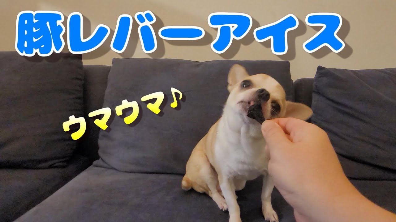 オヤツをアムアム食べつつも、豚レバーだけはアイスのように真剣に舐め続けるスムースチワワ犬（DoggyBox 2024年2月号）