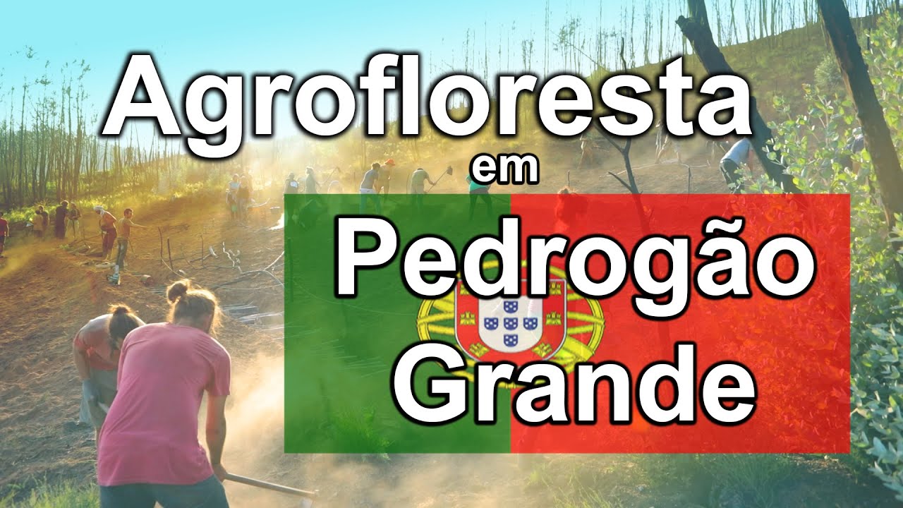 Agrofloresta no Gravito.