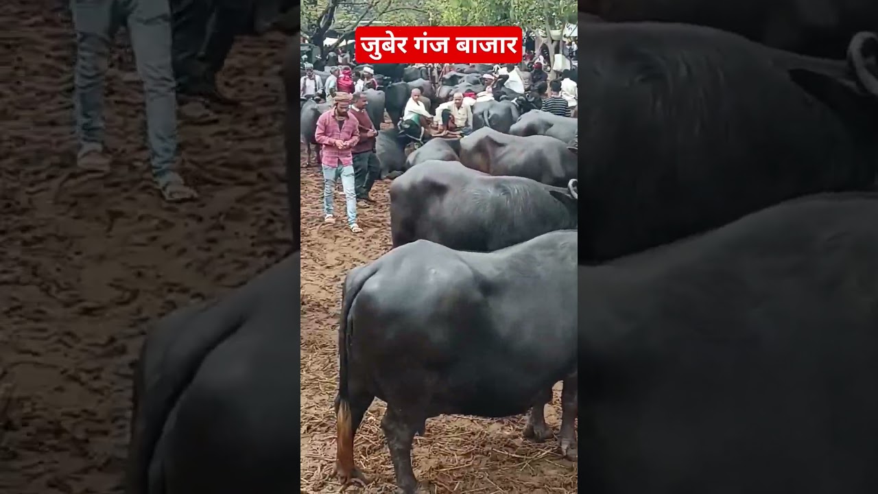 Juber Ganj Bajar Ayodhya Faizabad National Highway on every Sunday||