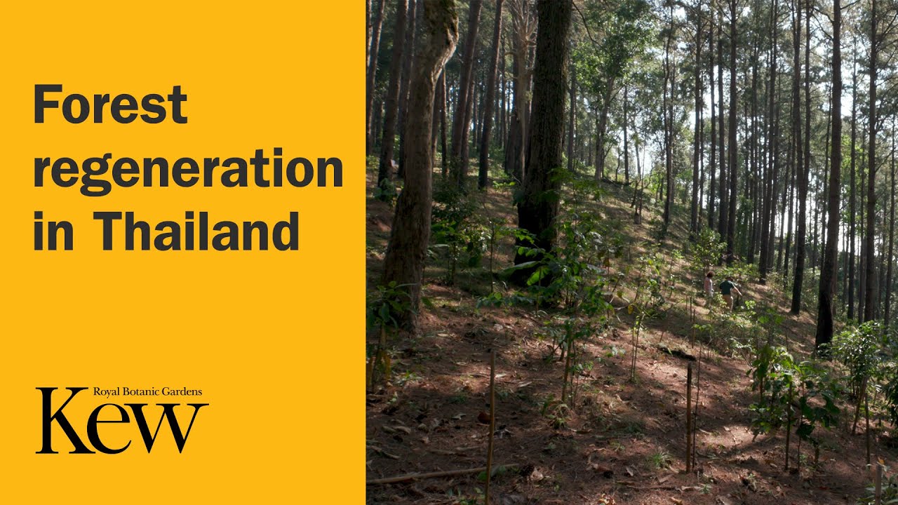 Forest regeneration in Thailand