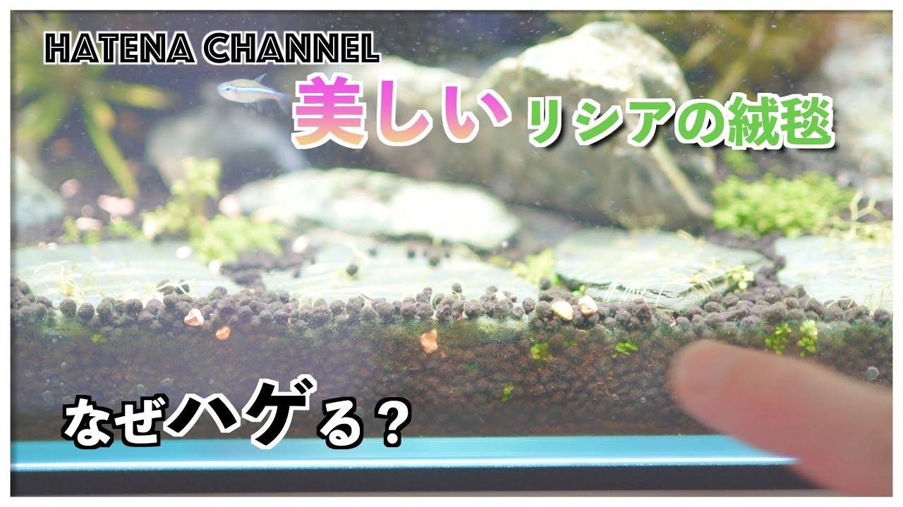 【ハゲる】美しい（はず）のリシアが・・・巻き直し