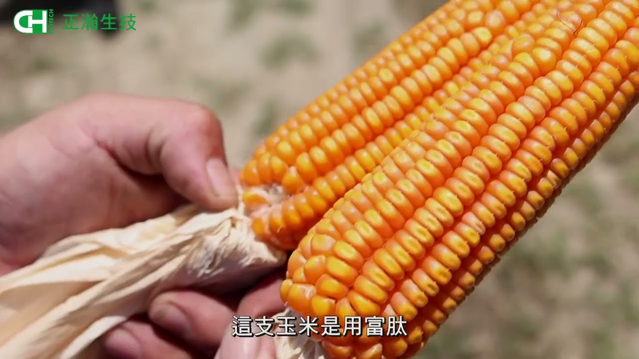 糧食作物應用: 硬質玉米 完整