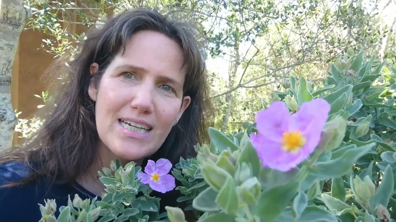 Tamara Hiller on Rock Rose