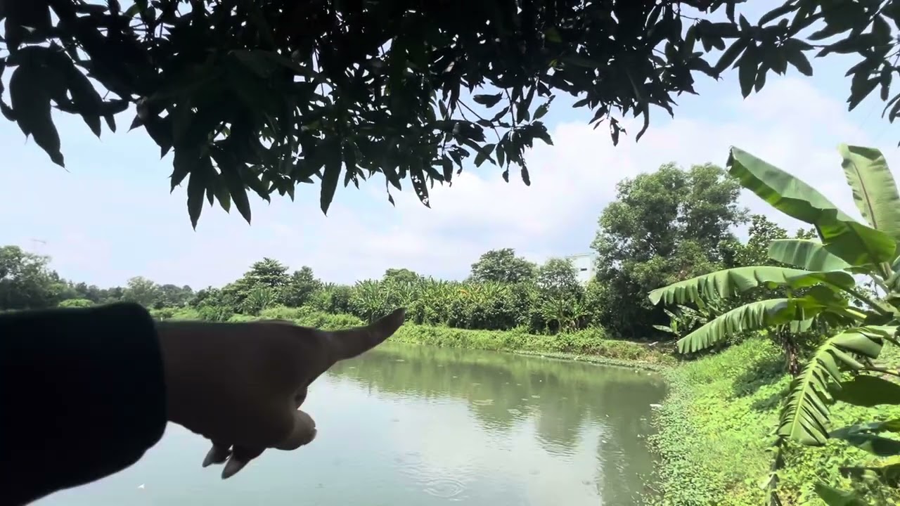 Mảnh nhà vườn lý tưởng , Nhà cấp 4, chuồng trại, ao cá rộng 6.000m2 . với tổng diện tích 8.000m2