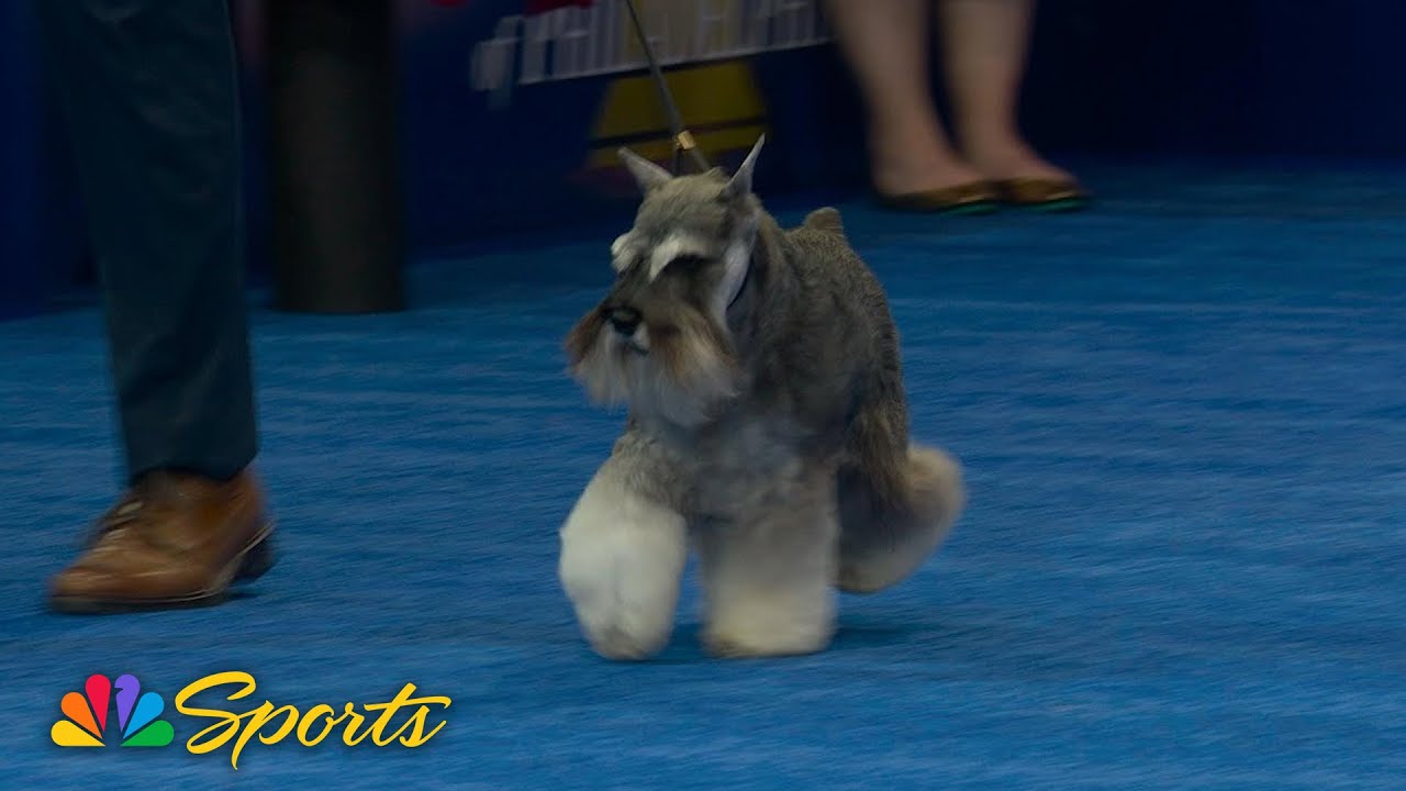 National Dog Show 2025: Best in Show (Full Judging) | NBC Sports