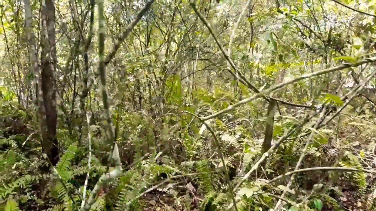 BERBURU ANGGREK DI PAPUA, asli anggrek di hutan// Orchid hunting in the jungle of Papua