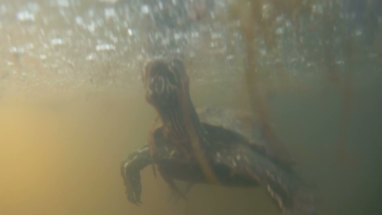Die Westkaspische Schildkr&ouml;te (Mauremys rivulata), Balkan-Bachschildkr&ouml;te