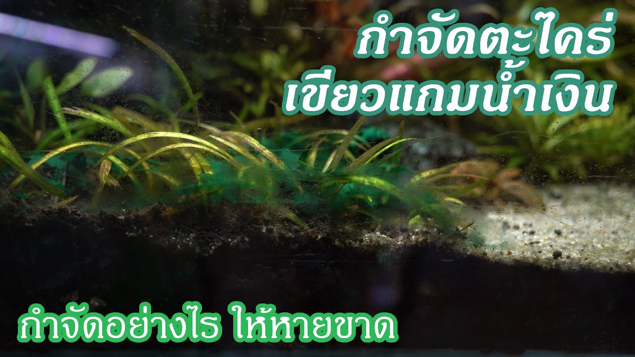 กำจัดตะไคร่เขียวแกมน้ำเงิน กำจัดอย่างไรให้หายขาด