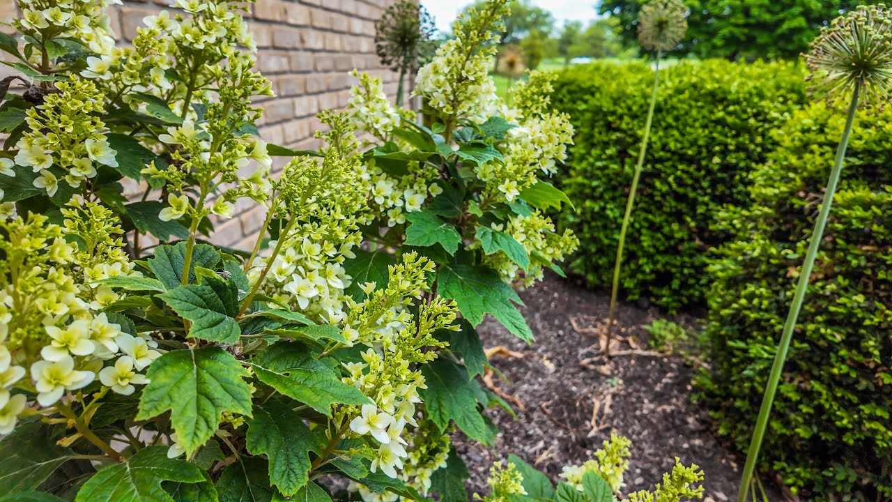 Late May Garden Updates (Limelight Prime Hydrangea Buds!) | The Southerner's Northern Garden