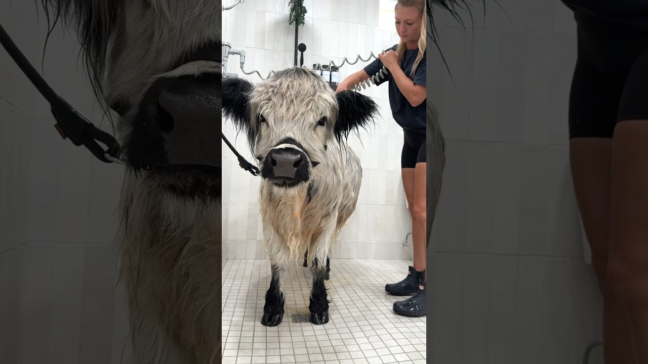My Dirty Cow&rsquo;s Bath Routine 🫧