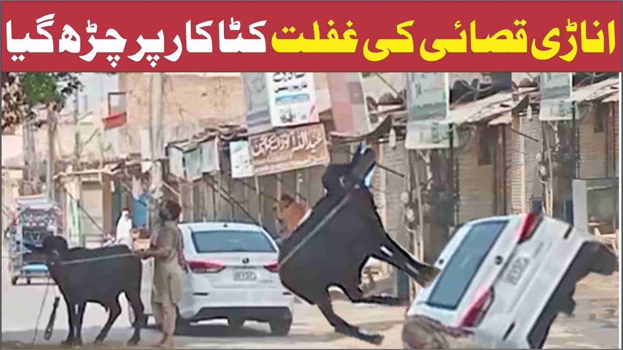 Anari Qasai 2023 Eid ul Azha 2023 Eid Ul Adha Anari Qasai 2023 Anaardi Qasai 2023 By Alqamar Vlog Hp