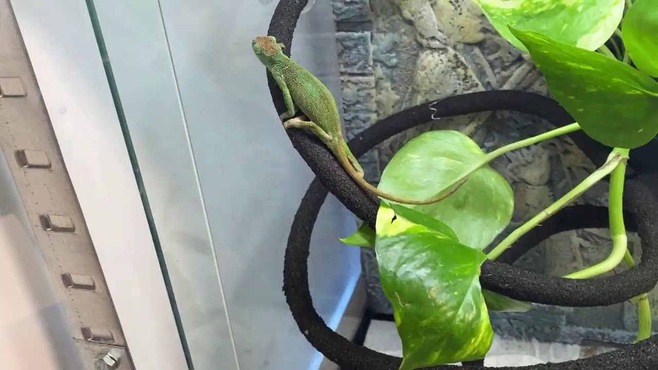 LIVE z urządzania terrarium kameleonowi 🦎