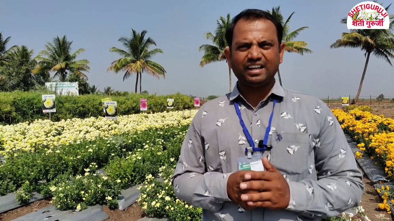 पूर्वा व्हाइट शेवंती व्हरायटी ,उन्हाळी लागवडीसाठी उपयुक्त.