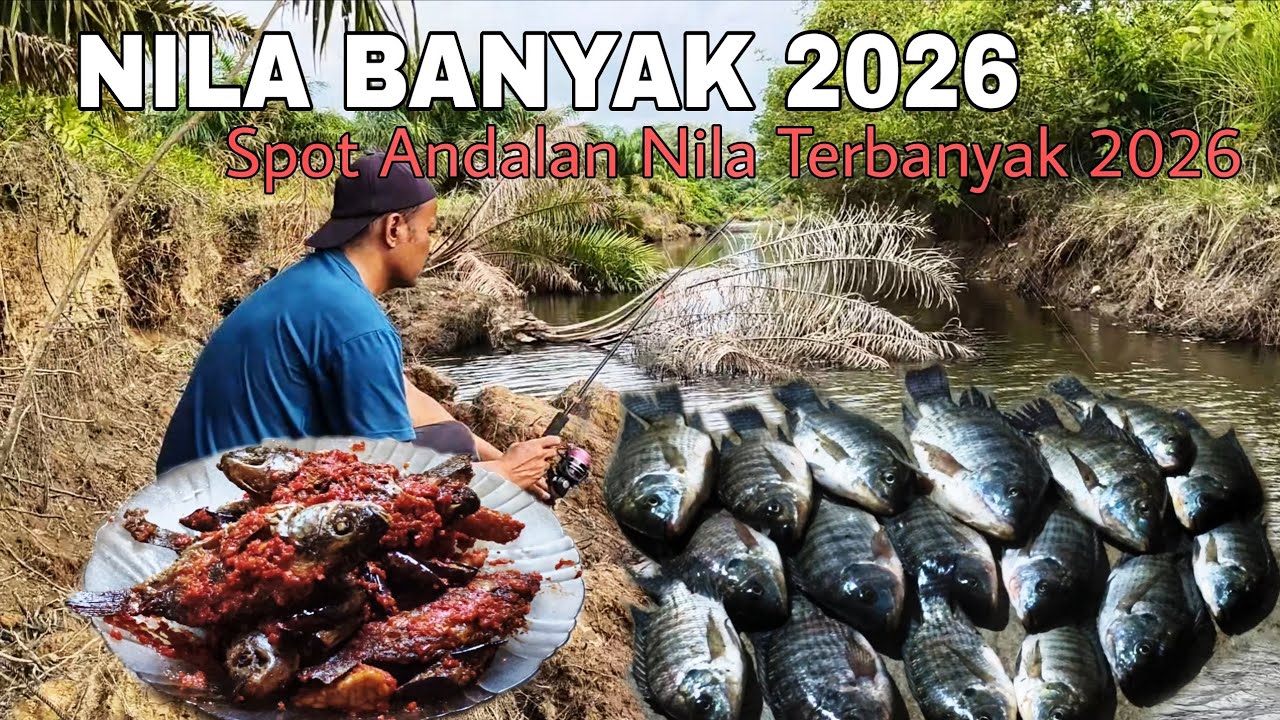 NILA BANYAK 2026. SPOT ANDALAN IKAN NILA TERBANYAK DI 2026. FISHING COOKING