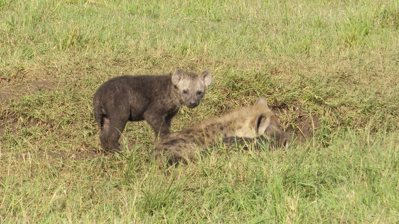 Hyena cubs being suckled at their den