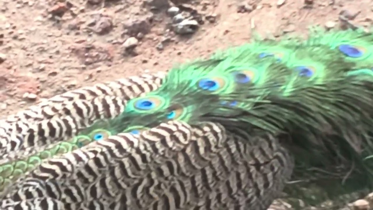 🦚🦚🦚🦚Peacock also needs love, see this video#viral #nature #trending #popular #viralvideos #peacock 
