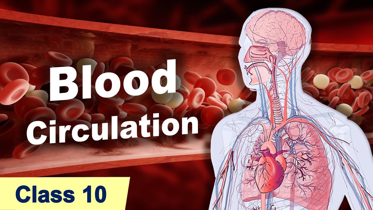 How Does Blood Work (in Hindi) || Life Processes - 6 || in Hindi for Class 10