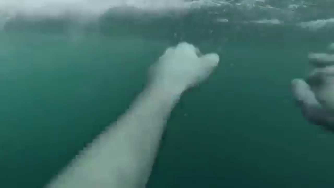 shark in croatia GoPro 1 HD