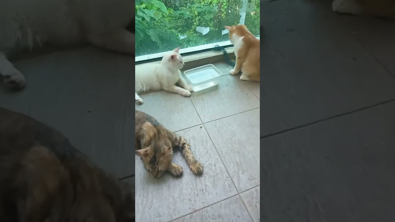 Time Machine Cats !!!! Longest Daily Cat's Story