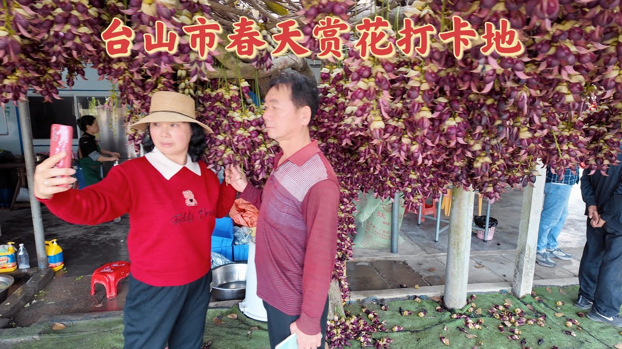 台山百曉：今日分享視頻拍攝地點是台山市水步鎮長坑鄉下水村禾雀花農莊，這個農莊種滿了各種花草，禾雀花是國家二級保護植物，其獨特的外型吸引很多觀眾前來打卡拍攝，但是它的味道不是一般人可以忍受😂#台山#旅行