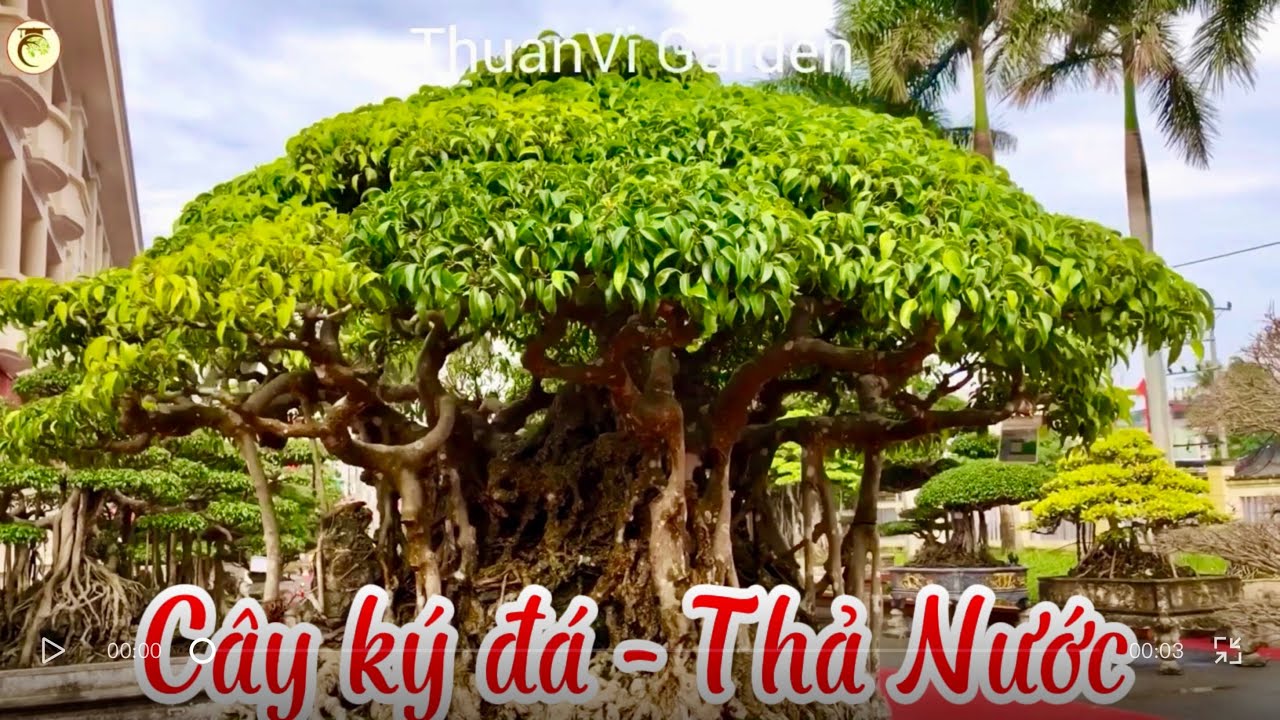 Sơn thủy hữu tình - Gói trọn giang sơn vào một cõi #thuanvigarden