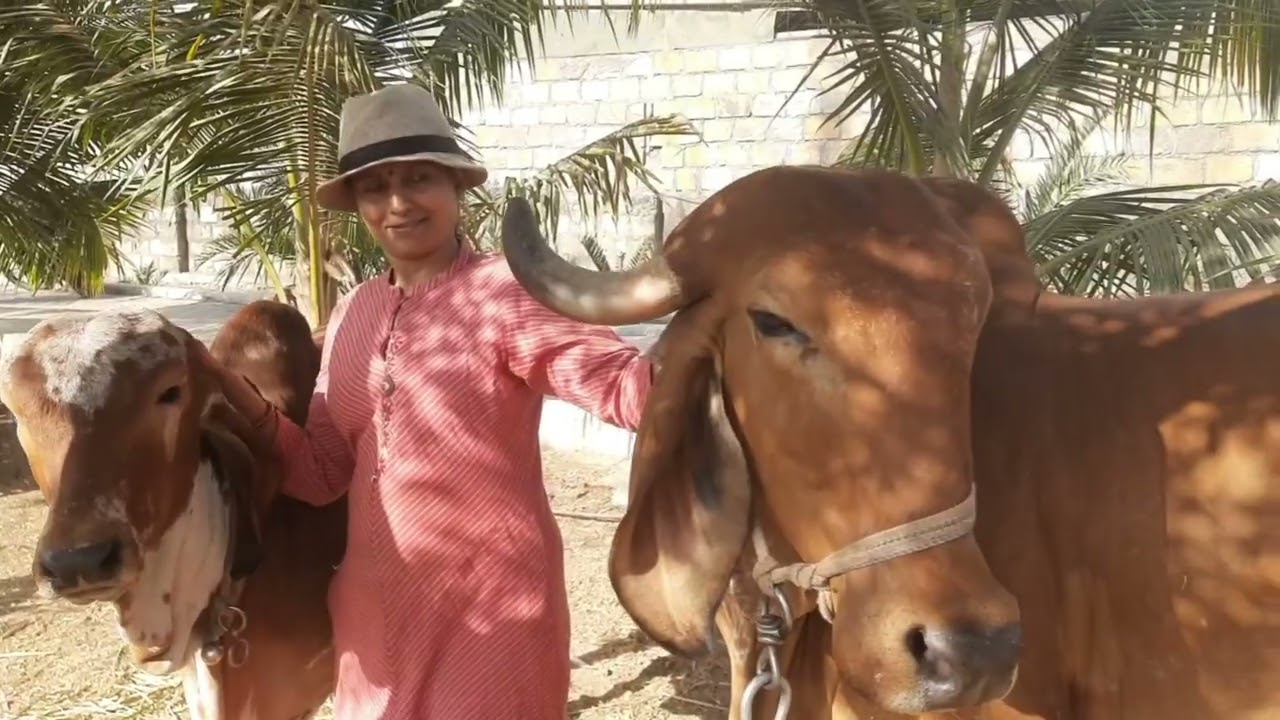 Gau Katha Part - 1 #gomata #gaukatha #cow #cowvideos #youtubeindia #youtubevideos #mintu