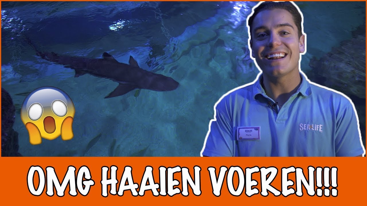 Haaien voeren met de hand?! 😨 Als dat maar goed gaat | DierenpraatTV