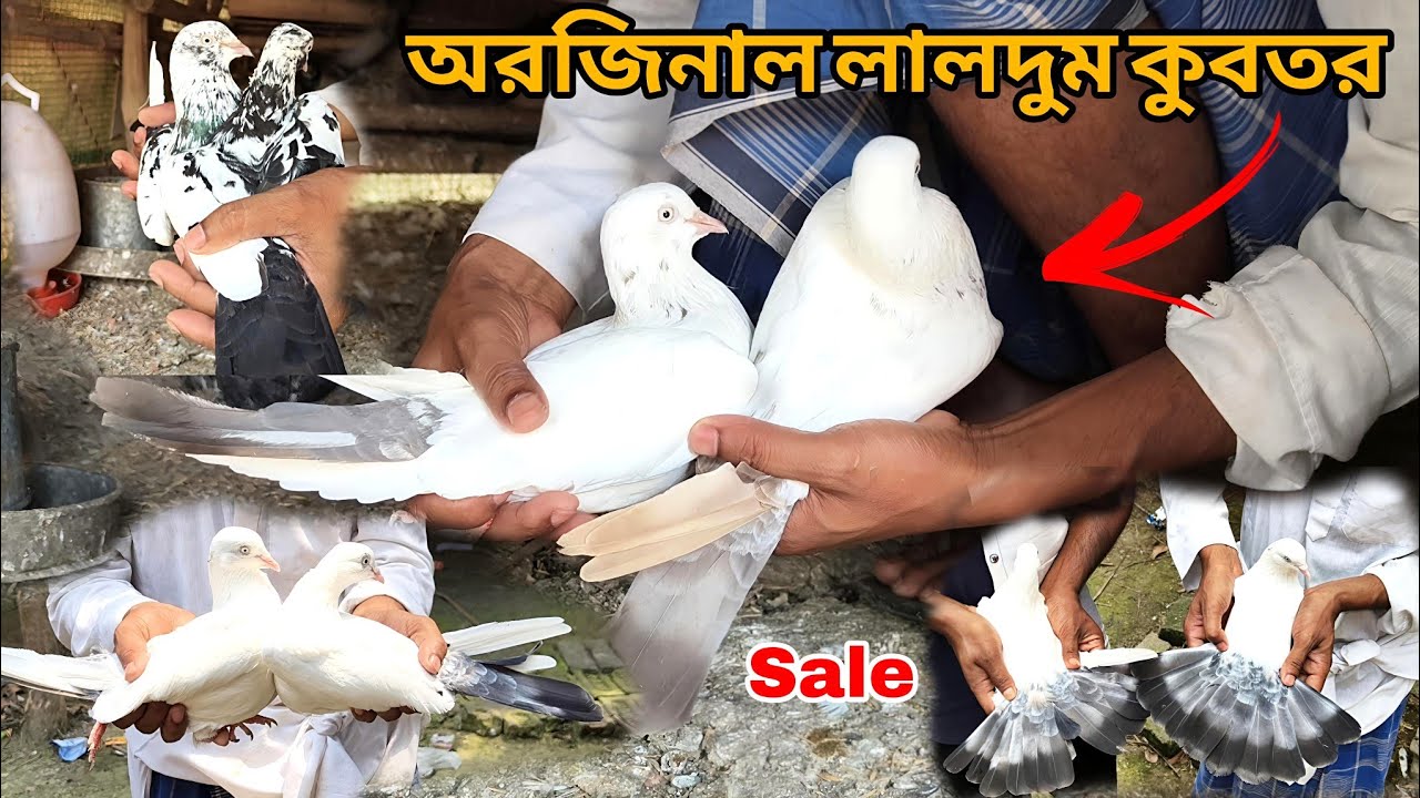 অরজিনাল লালদুম কুবতর |  PIGEON LOFT OF MR FARUK MASTER TALDI BUSMOR