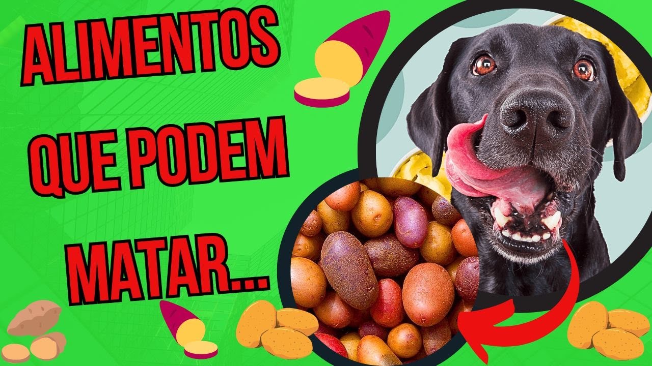 CACHORRO PODE COMER BATATA COMO DAR CARBOIDRATOS PARA CÃES BATATA DOCE E MANDIOCA ALIMENTAÇÃO Pet