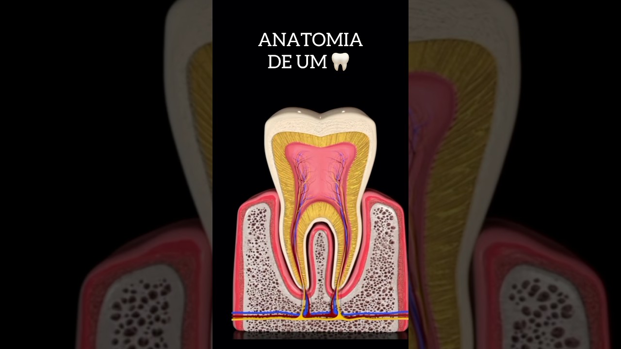 ANATOMIA DENT&Aacute;RIA #resumosdeodonto #resumosodontologia #odontodicas #odontodicas #odontologo #odonto